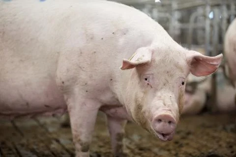 A close up of a Pig Stock Photos
