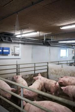 A close up of a Pig Stock Photos