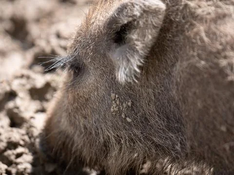 Close up of a pig Stock Photos
