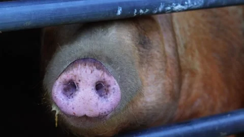 Close up of pig 's nose ,snout Stock Footage 263904429