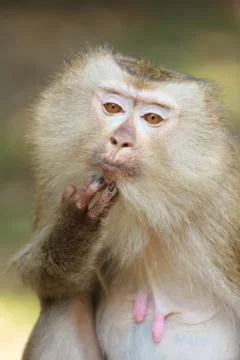 A close up of pig-tailed macaque (macaca nemestrina) Stock Photos
