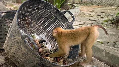 A close-up of a pig-tailed macaque rummaging through a trash can in search of fo Stock Photos