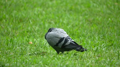 Close-up of a Pigeon Bird Preening its Feathers Walking Out of Frame. Stock Footage 338396212