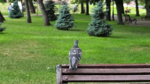 Close-up of a pigeon bird sitting on the back of a bench in a city park. Stock Footage 244256593