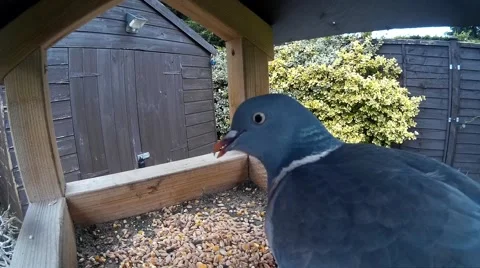 Close up of Pigeon on bird table 001 Video stock 44507561