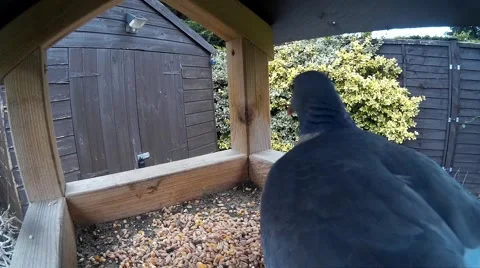 Close up of Pigeon on bird table 002 Stock Footage 44507577