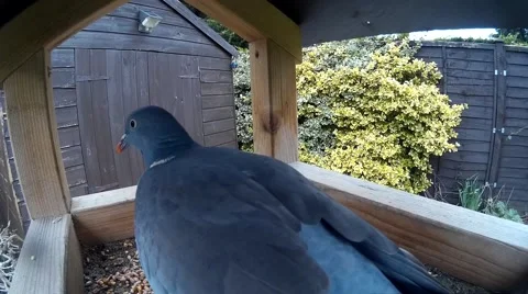 Close up of Pigeon on bird table 003 Stock Footage 44507555