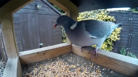 Close up of Pigeon on bird table 005 Video stock 44507560