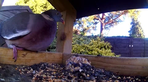 Close up of Pigeon on bird table 07 Video stock 45880816