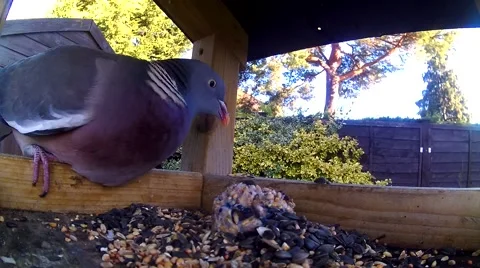 Close up of Pigeon on bird table 08 Stock Footage 45880818