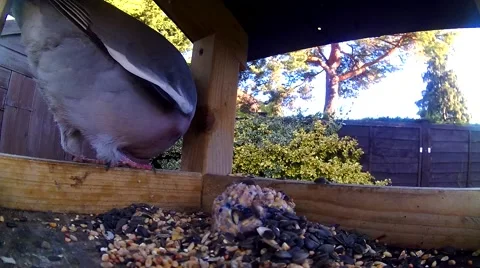 Close up of Pigeon on bird table 09 Video stock 45880823