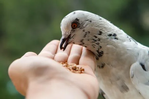 Close-up of a pigeon that eats grain from a hand. Stock Photos