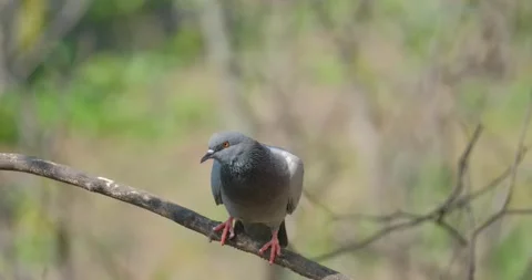 Close up of pigeon Stock Footage 130593580