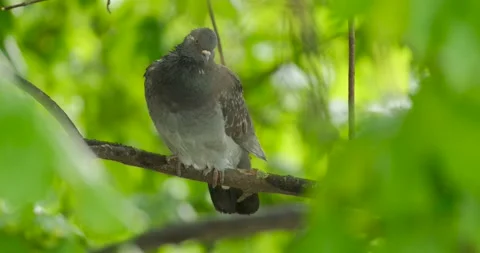 Close up of pigeon Stock Footage 130593667