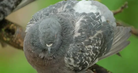 Close up of pigeon Stock Footage 130593677