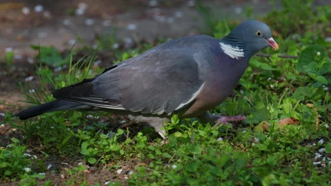 Close up of a pigeon foraging and eating grass on the ground in a natural Stock Footage 335391953