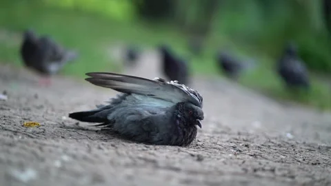 Close-up of a pigeon on the ground spreading its wing Video stock 339509404