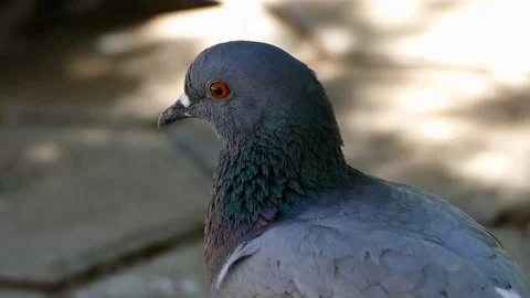 Close-up pigeon head, Video stock 93601965