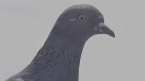 Close up pigeon head slow motion blurred city background 스톡 동영상 280010152