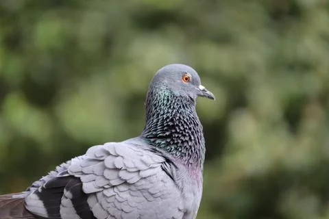 Close-up of pigeon, jaipur Stock Photos