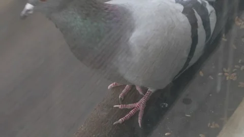 Close-up of a pigeon pecking grains on a ledge. Stock Footage 317909954