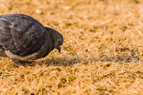 Close up of pigeon Stock Photos