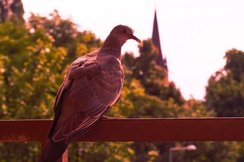 A close up of a pigeon Stock Photos