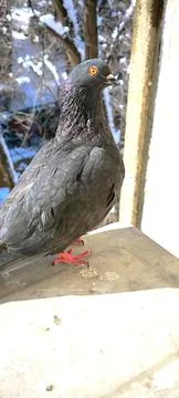 Close up of pigeon 스톡 사진