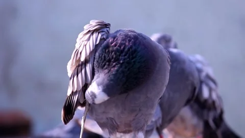 Close-Up Pigeon Portrait in Flight 스톡 동영상 338235166