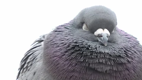 A close-up of a pigeon preparing to drift off to sleep. Vidéo 300759574