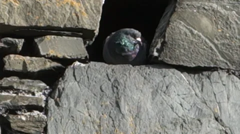 Close-up of pigeon protecting itself from the wind in a hole in a wall Stock Footage 43177997