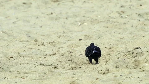Close-Up Of Pigeon On Sand At Beach Video stock 230045740