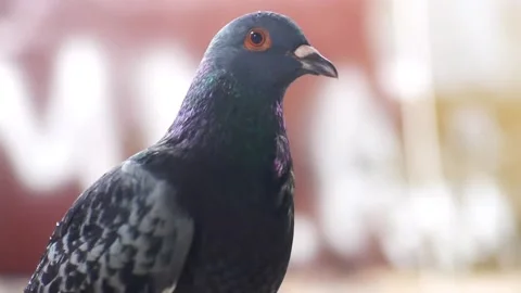 Close up pigeon seen from the side on blurred background Stock Footage 227343473