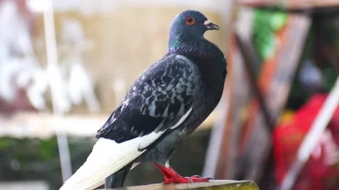 Close up pigeon seen from the side on blurred background Stock Footage 227343481