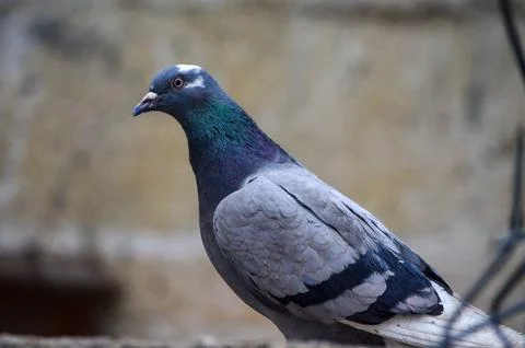 Close-up of a pigeon, side view. Stock Photos