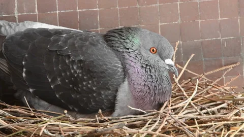Close up of a pigeon sitting on its two eggs n a wooden stick nest Stock Footage 135663051