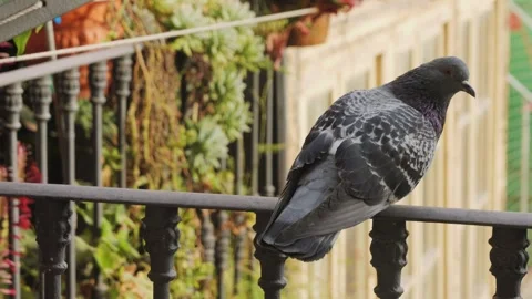 Close-up of a pigeon standing on the balcony of an old building. A pigeon sits Stock Footage 313136124
