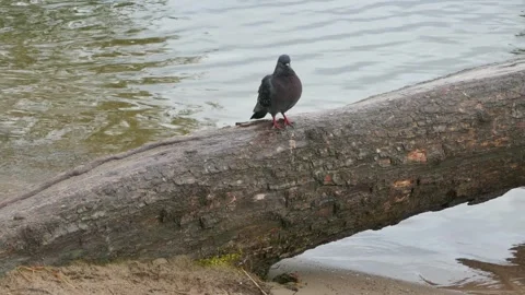 Close-up of pigeon standing calmly on a fallen tree trunk beside rippling water Stock Footage 318923377