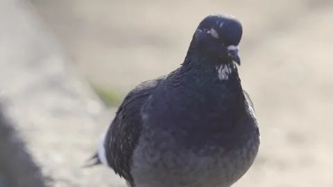 Close-up of a Pigeon Standing Under Bright Daylight | HLG Stock Footage 311896288