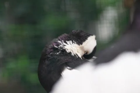 Close up of Pigeon with Unique Feather Pattern, Bird Photography Stock Photos