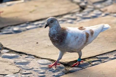 Close-up of a Pigeon Walking on a Cobblestone Path Stock Photos