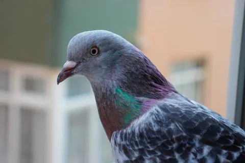 A close-up pigeon which perched the window Stock Photos