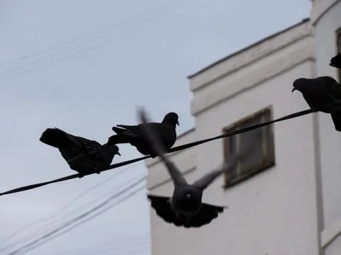 Close-up pigeons against the backdrop of a cloudy sky Stock Photos