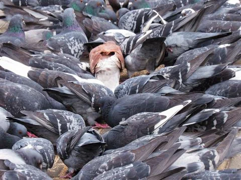 Close-up pigeons against the backdrop of a cloudy sky Stock Photos