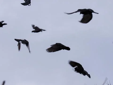 Close-up pigeons against the backdrop of a cloudy sky Stock Photos