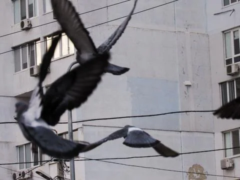 Close-up pigeons against the backdrop of a cloudy sky Stock Photos