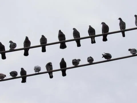 Close-up pigeons against the backdrop of a cloudy sky Stock Photos