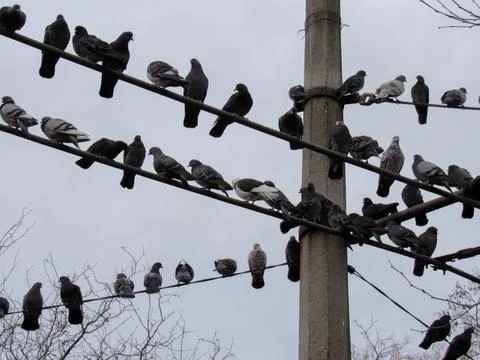 Close-up pigeons against the backdrop of a cloudy sky Stock Photos