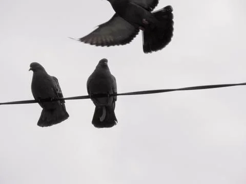 Close-up pigeons against the backdrop of a cloudy sky Stock Photos