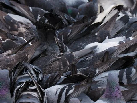 Close-up pigeons against the backdrop of a cloudy sky Stock Photos